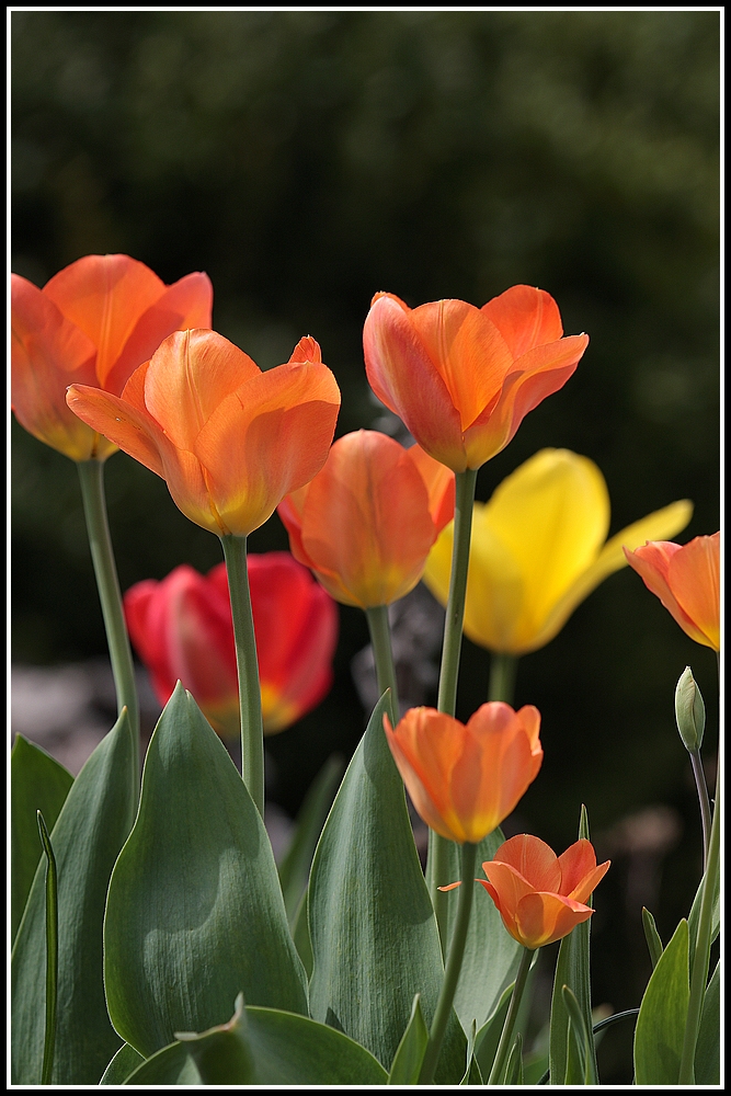 Tulpen: leuchtende Frühlingsboten