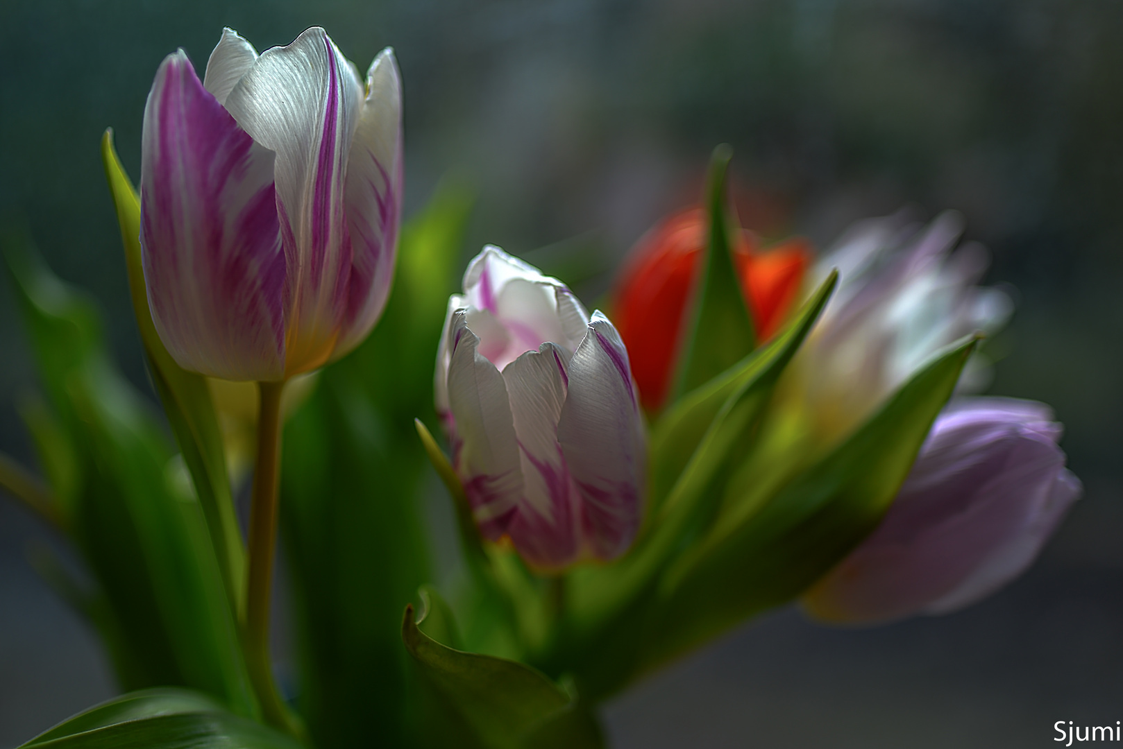 Tulpen Lichtzauber