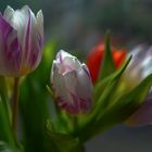 Tulpen Lichtzauber