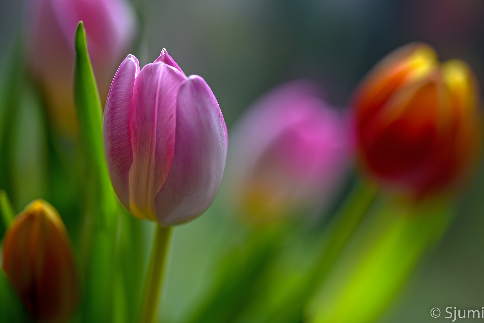 Tulpen Lichtzauber