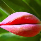 Tulpen-Lippe