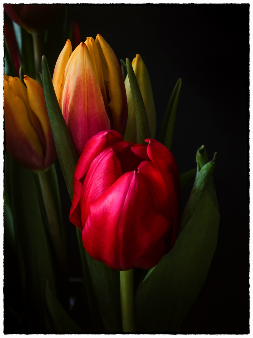 Tulpen Low Key