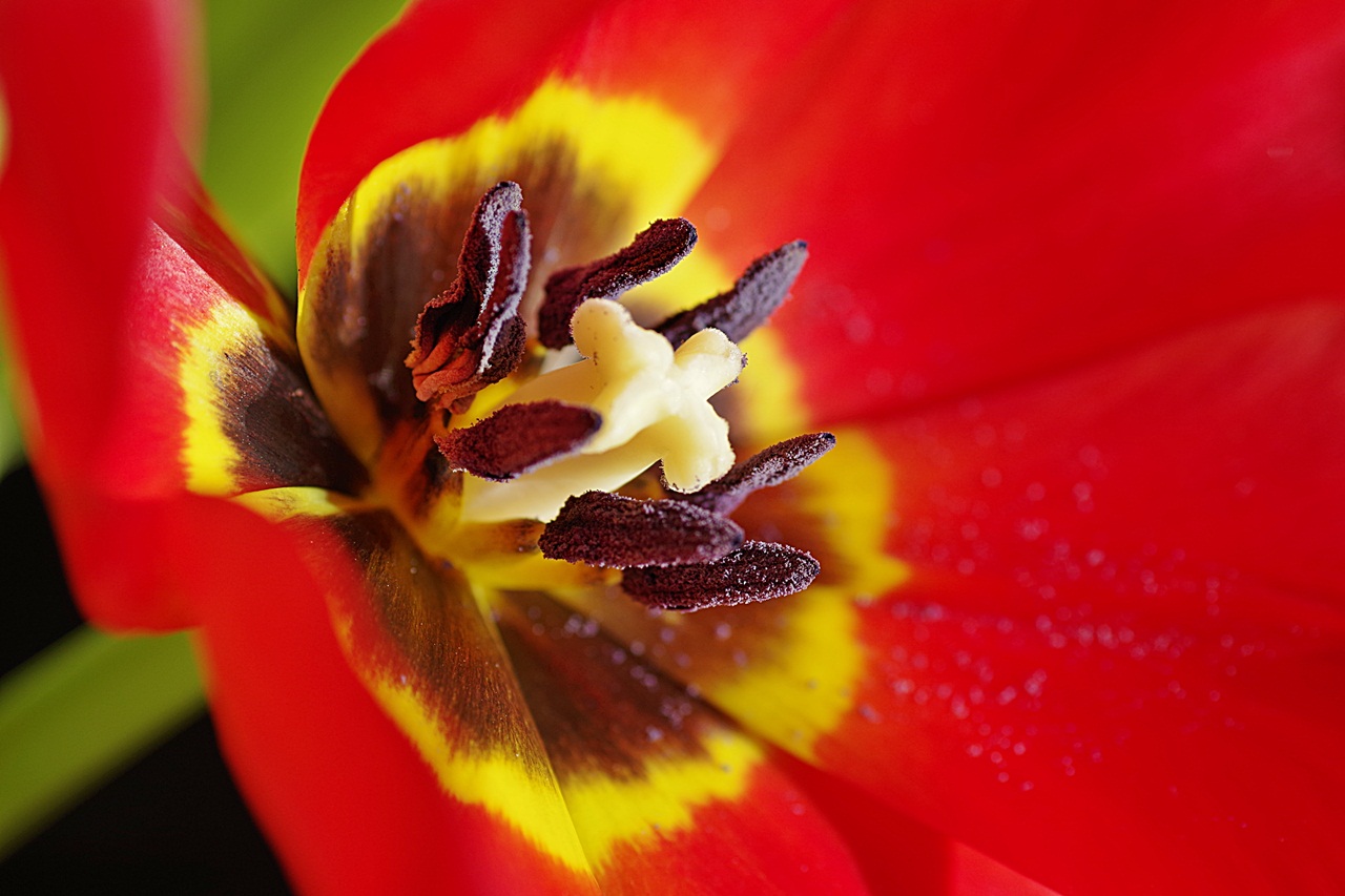 Tulpen macro