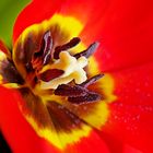 Tulpen macro