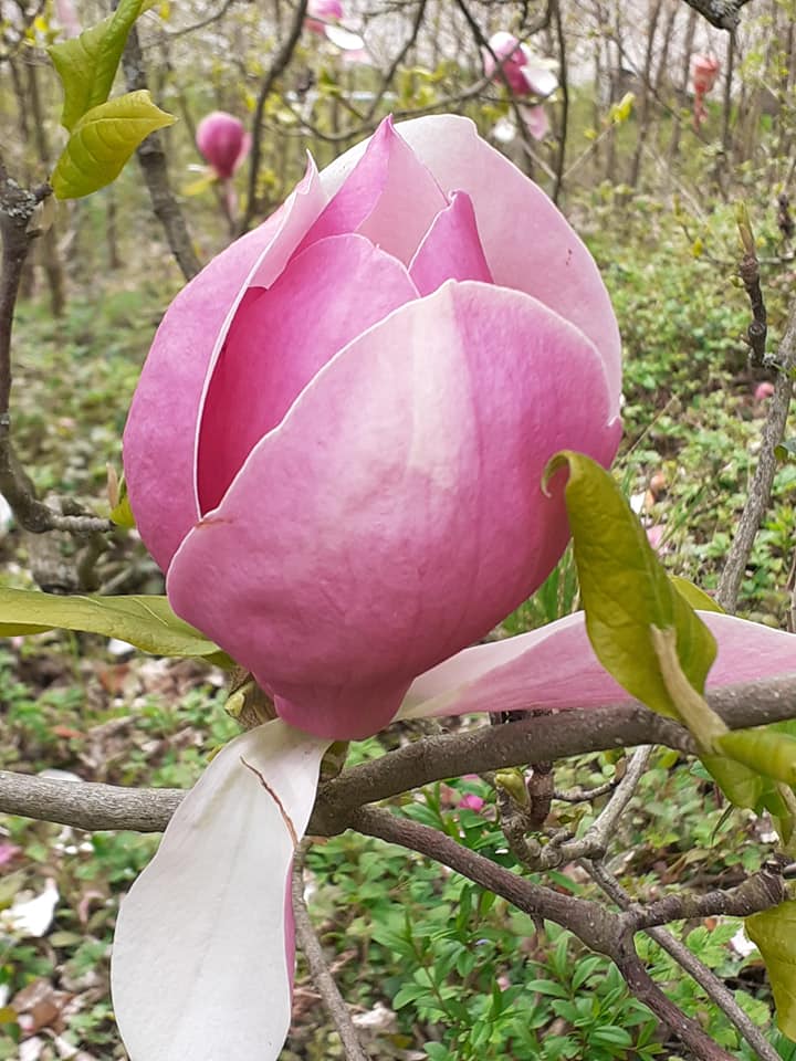 Tulpen Magnolie 