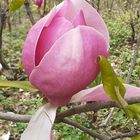 Tulpen Magnolie 
