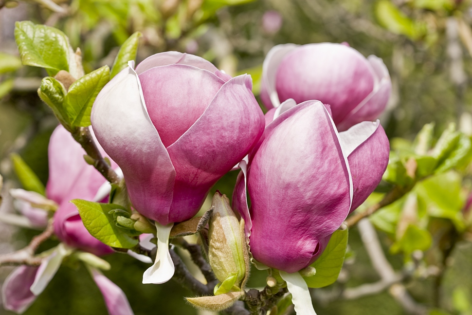 Tulpen - Magnolie