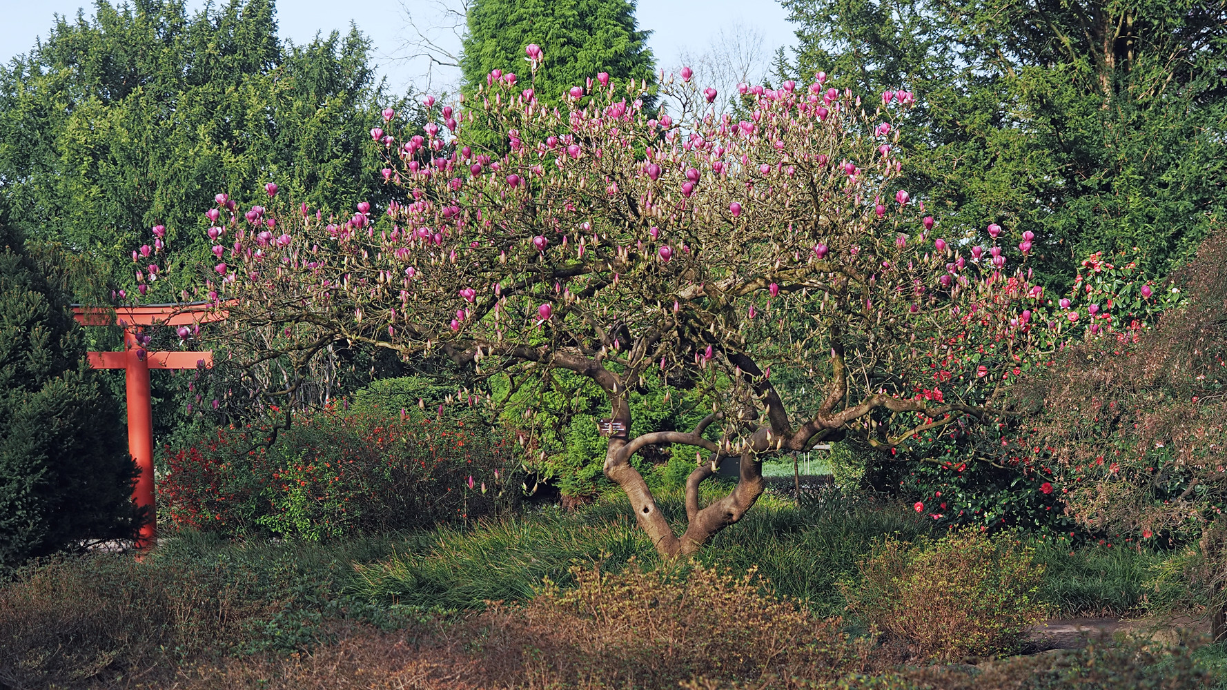 Tulpen-Magnolie...