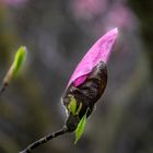 Tulpen-Magnolie 