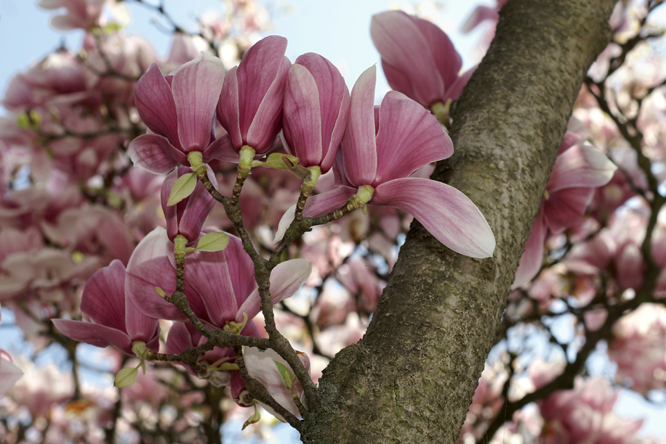 Tulpen-Magnolie