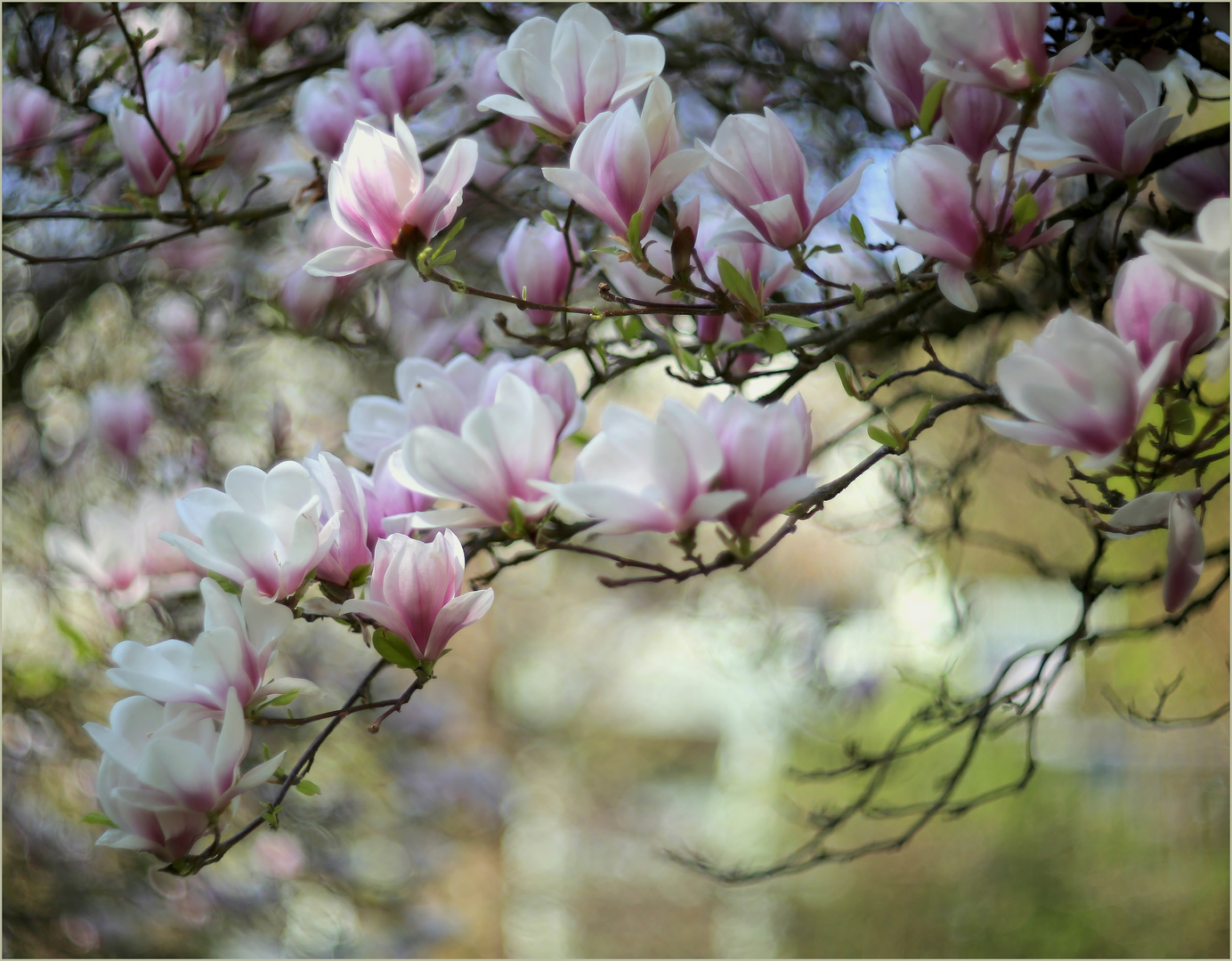 Tulpen-Magnolie (Magnolia × soulangeana)...