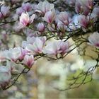 Tulpen-Magnolie (Magnolia × soulangeana)...
