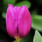 Tulpen-Makro 1