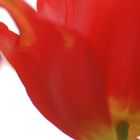 Tulpen-Makro