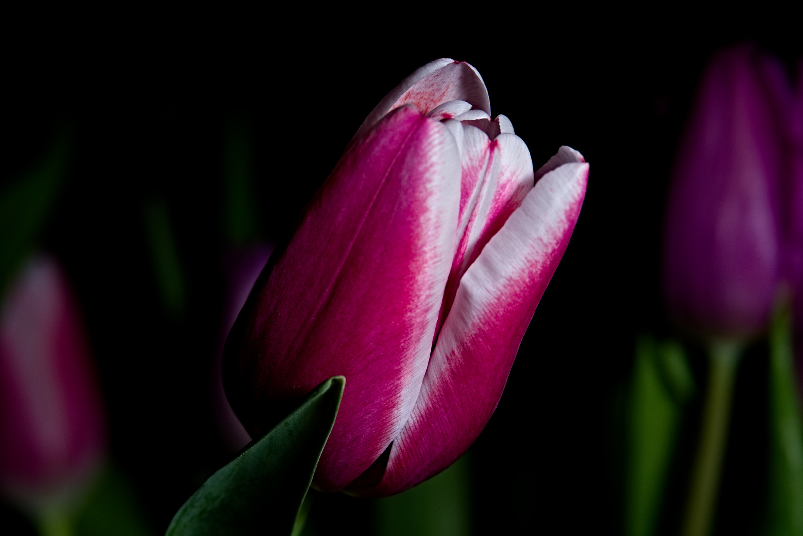 Tulpen Makro