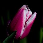 Tulpen Makro