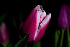 Tulpen Makro