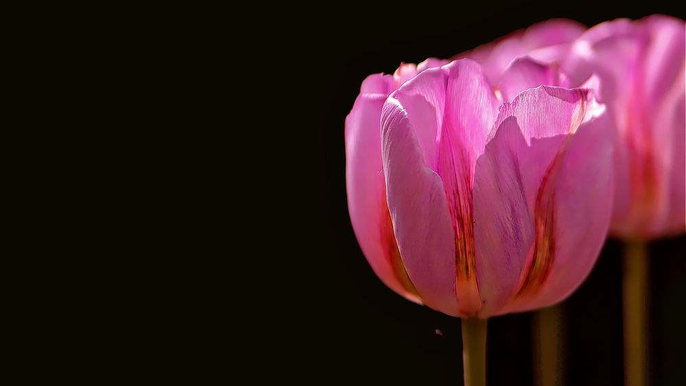 Tulpen Makro