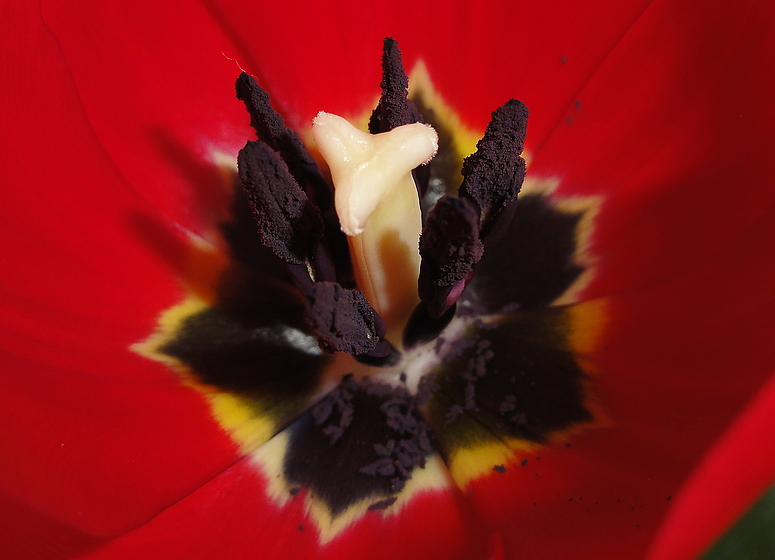 Tulpen Makro