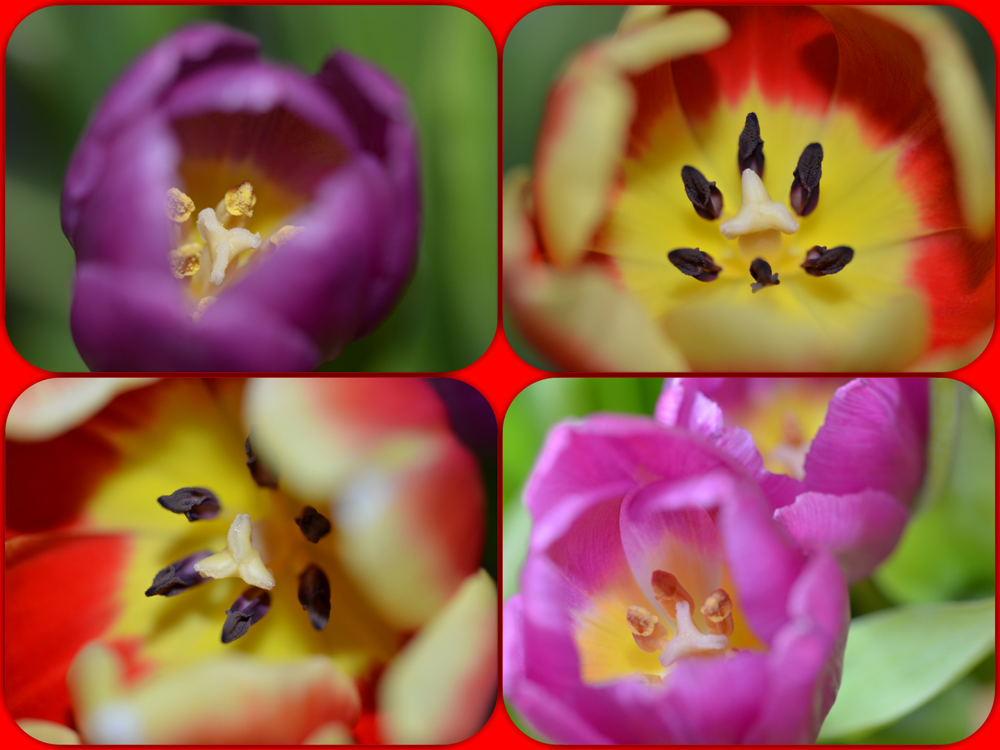 Tulpen - Makro