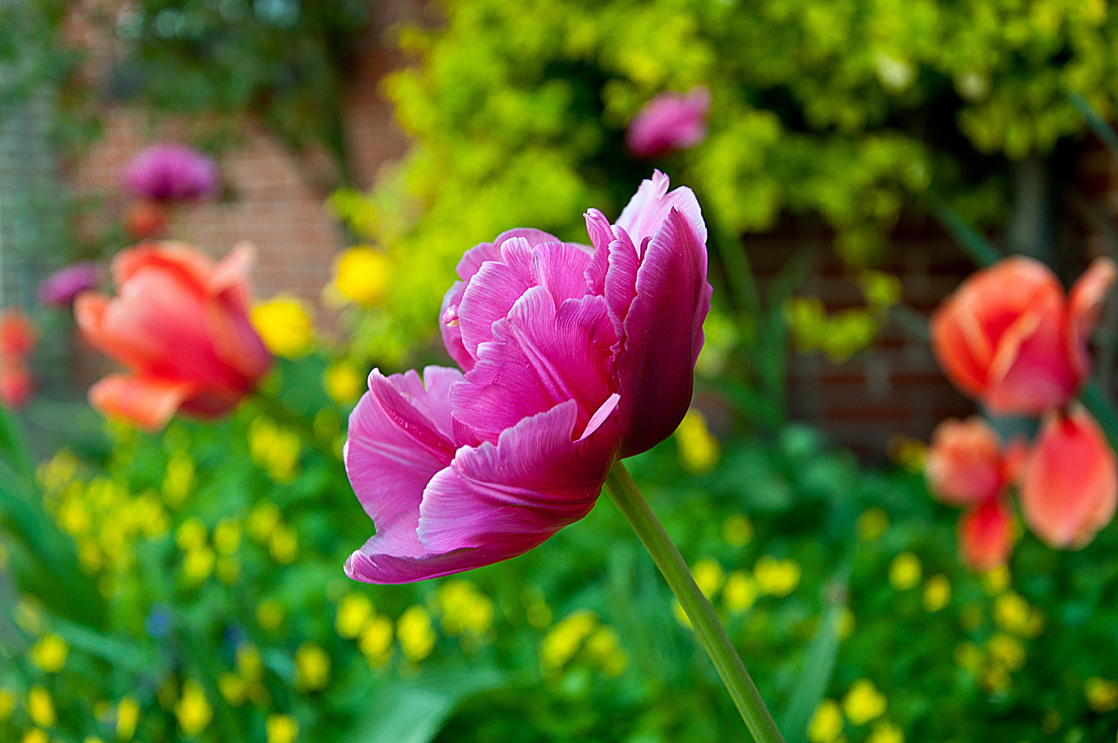 Tulpen (Makro-Aufnahme)