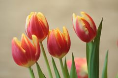 Tulpen Makro