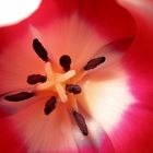 Tulpen-Makro