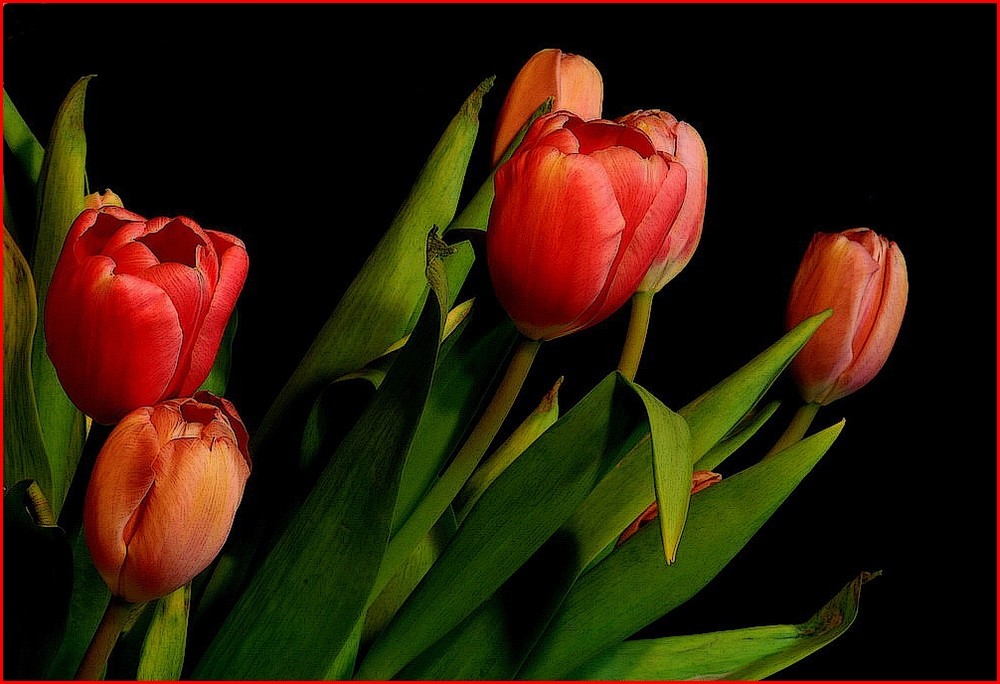 Tulpen mal anders.