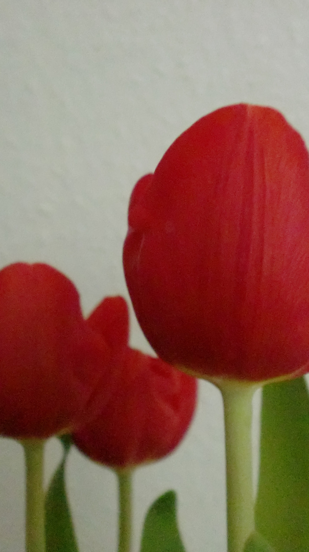 Tulpen mal anders