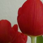 Tulpen mal anders