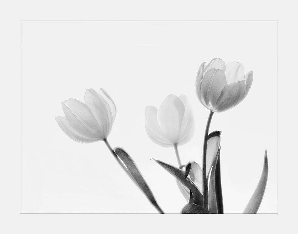 Tulpen mal anders..