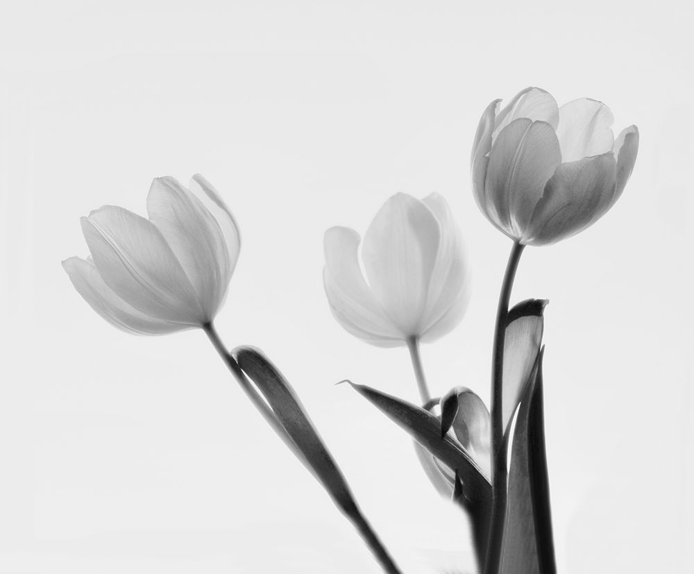 Tulpen mal anders