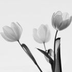 Tulpen mal anders