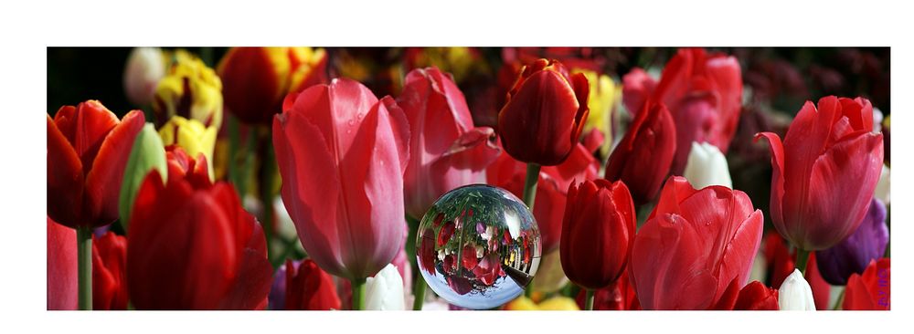 Tulpen, mal anders.....