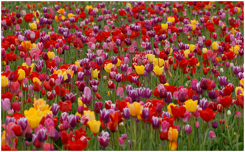 Tulpen mal nicht aus Amsterdam ^