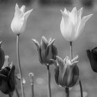 Tulpen mal schwarz/weiß