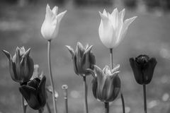 Tulpen mal schwarz/weiß