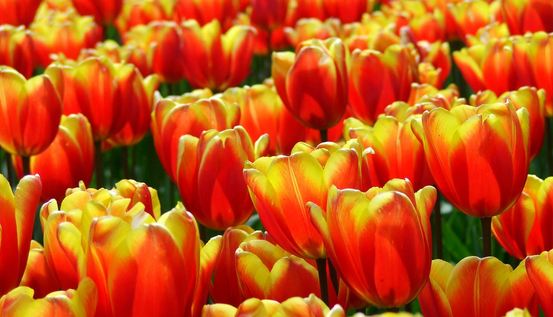 Tulpen Meer