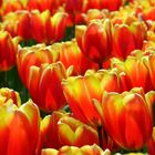 Tulpen Meer