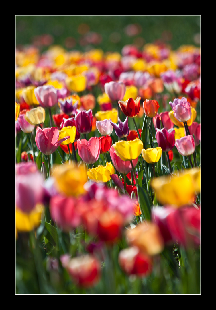 Tulpen-Meer