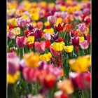 Tulpen-Meer