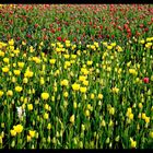 Tulpen -Meer