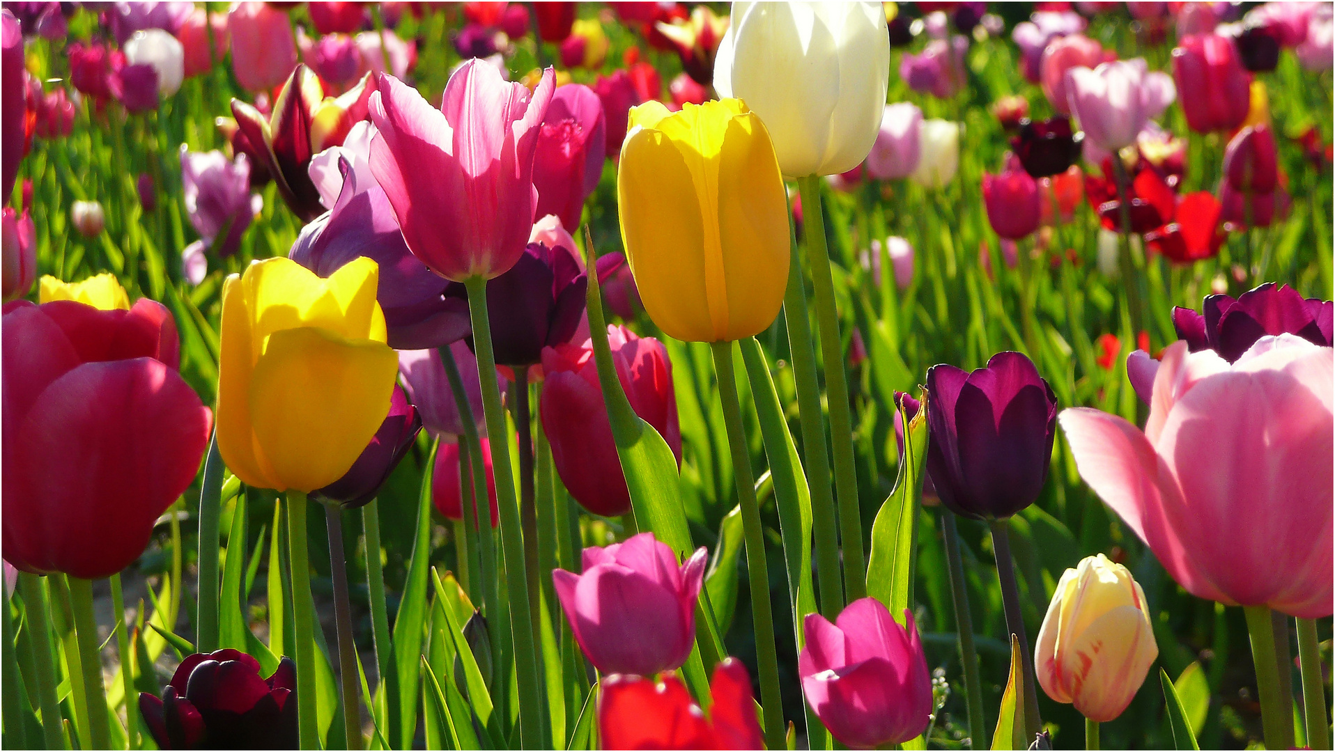 Tulpen Meer