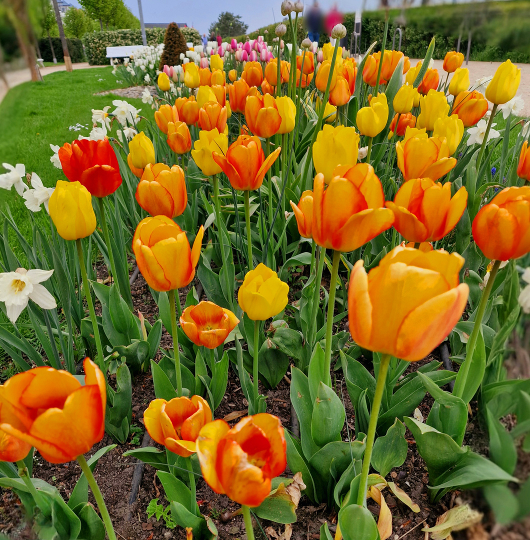 Tulpen-Meer