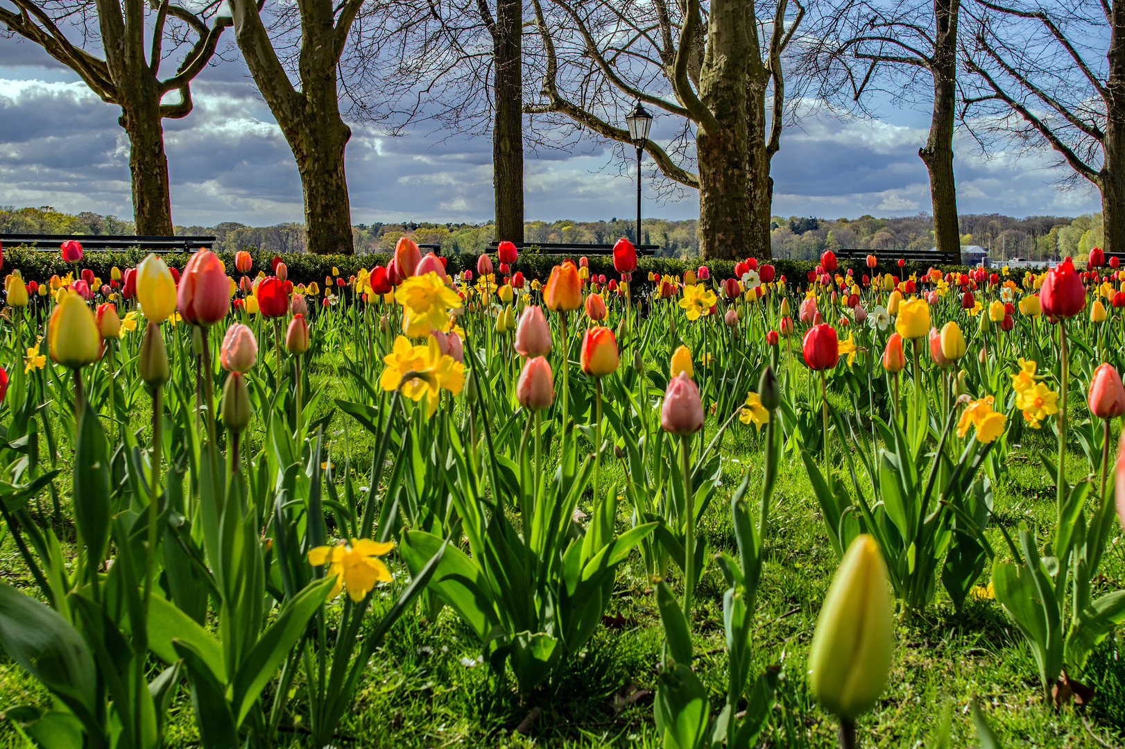 Tulpen-Mehr