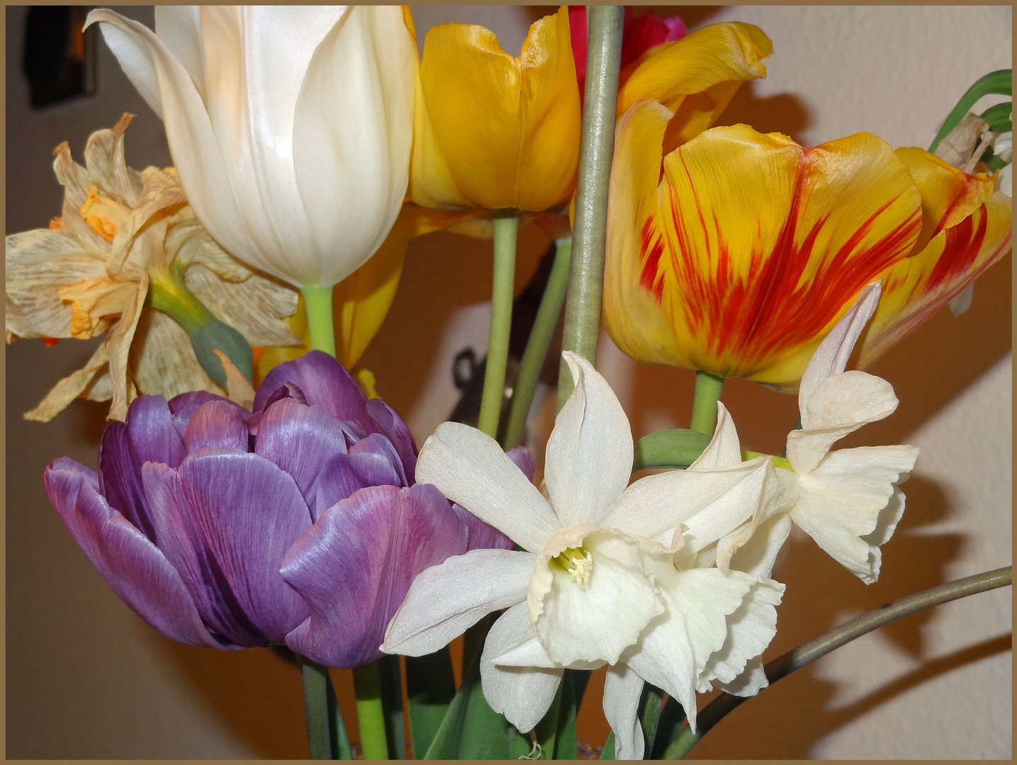 Tulpen - meine favoriten