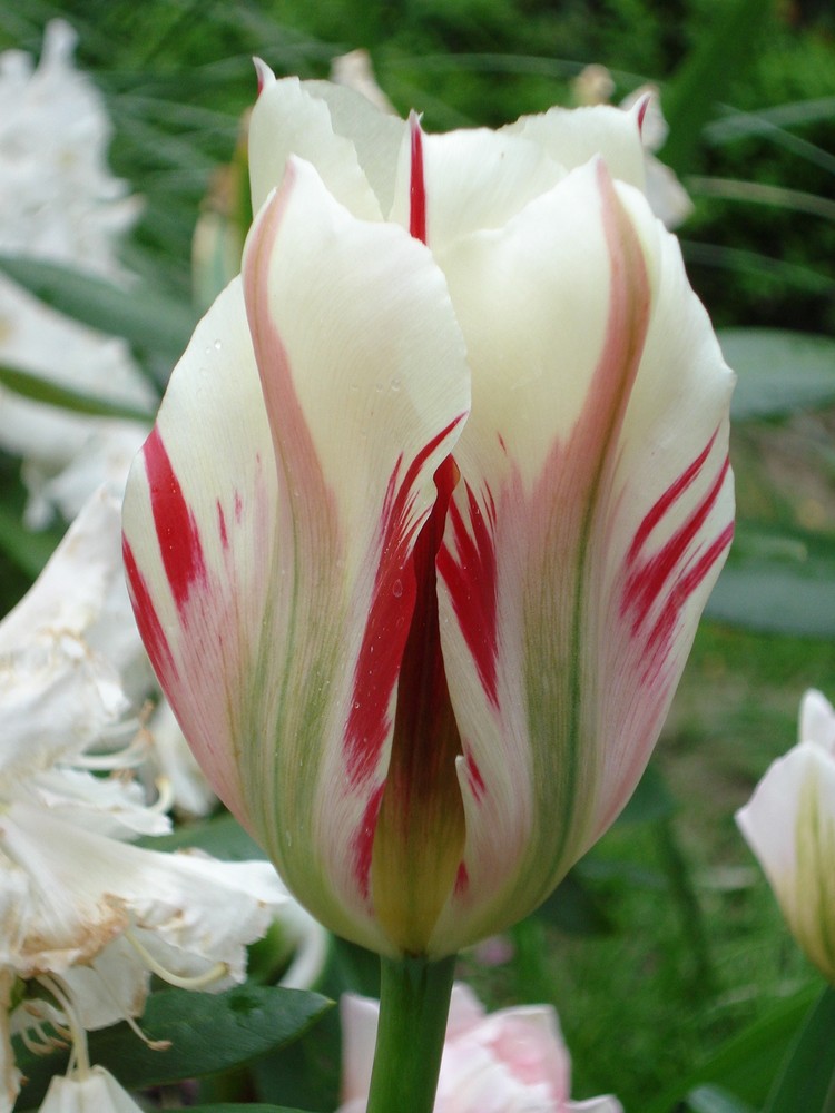 Tulpen - meine Lieblingsfrühlingsblumen