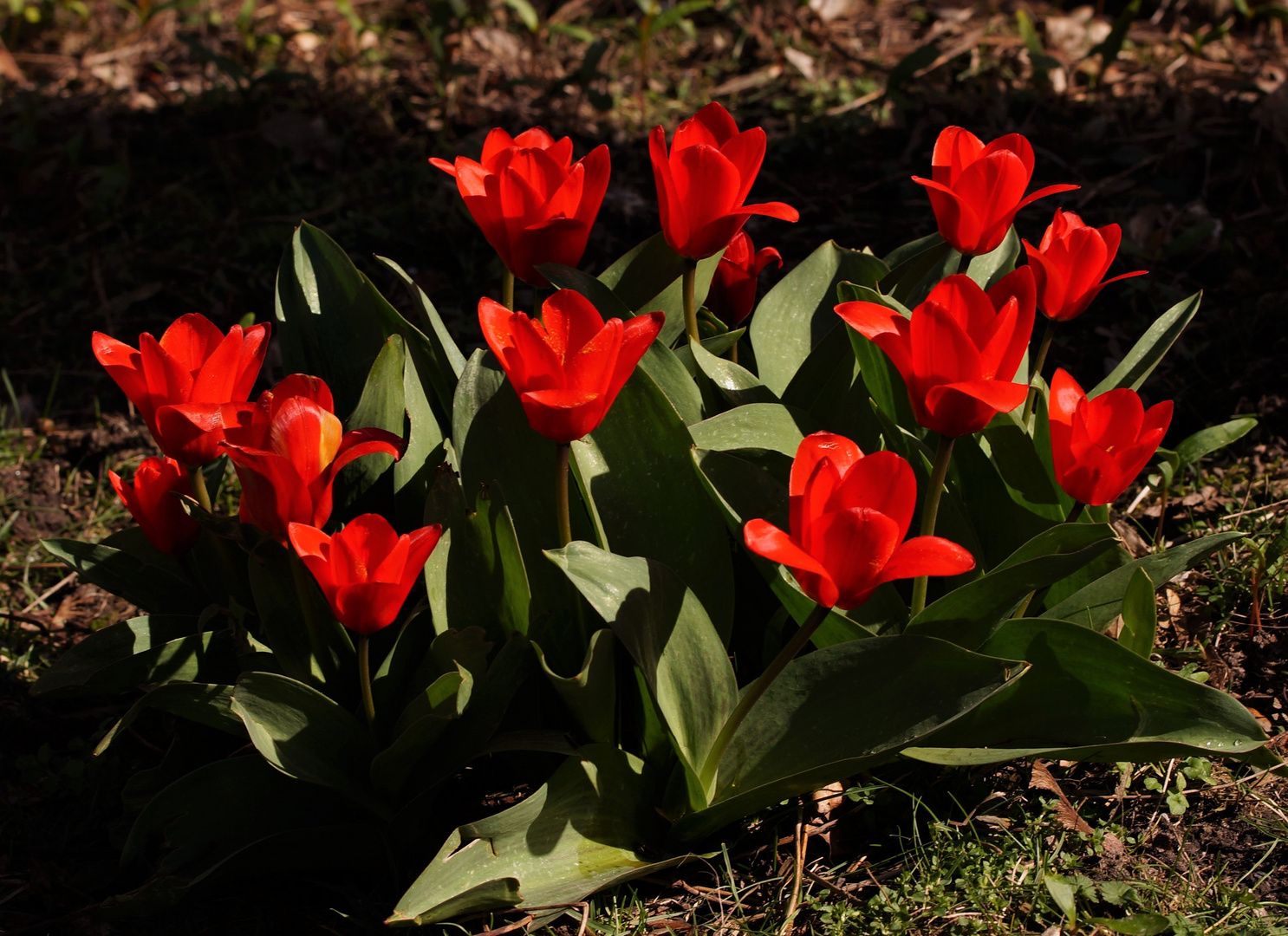 Tulpen - meine Mittwochsblümchen.