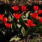 Tulpen - meine Mittwochsblümchen.