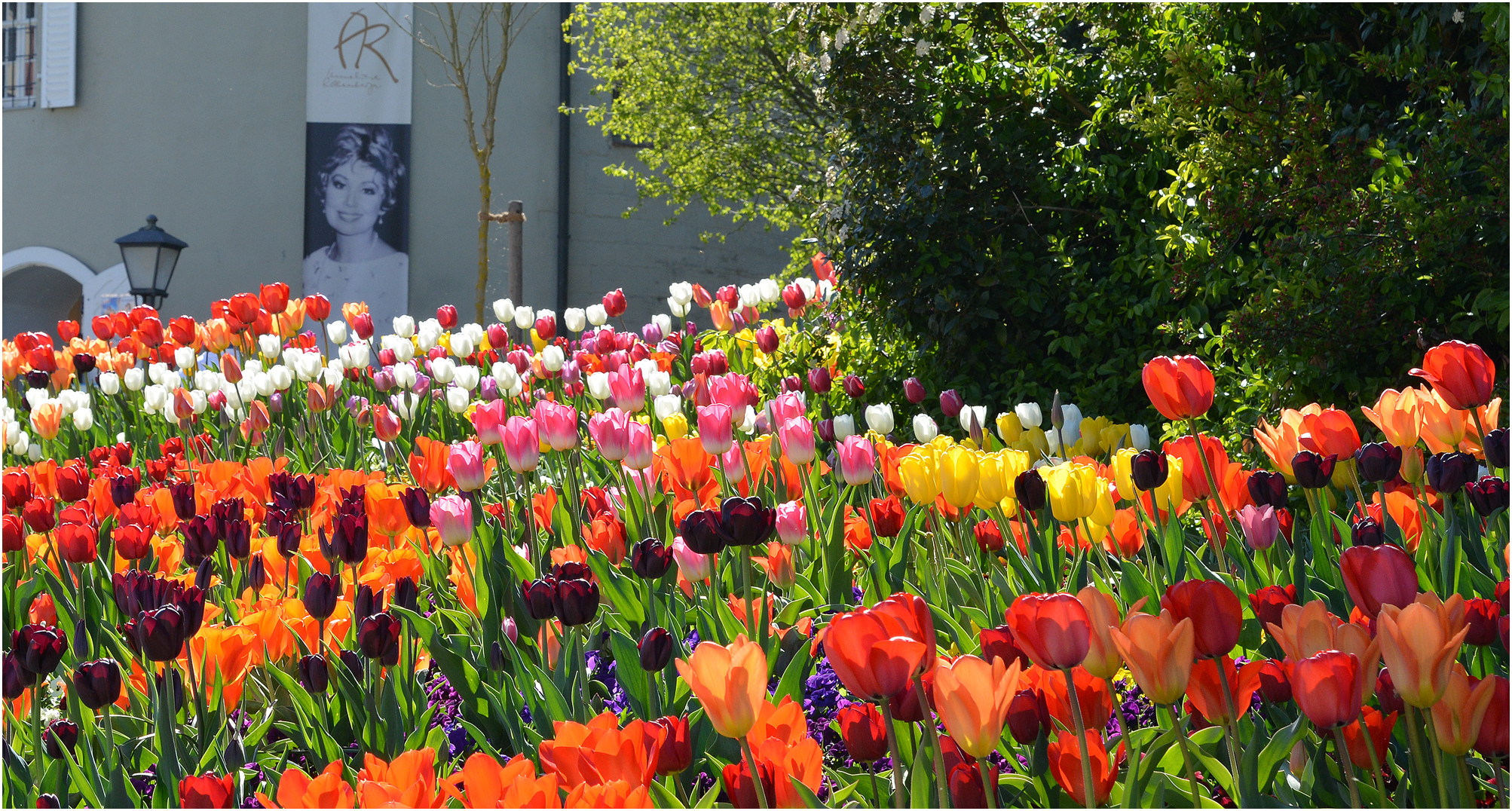 Tulpen mit Anneliese Rothenberger , Mainau April 2014